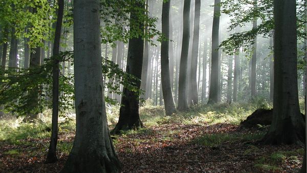 HOLZHER durabilité HOLZHER: responsabilité de la préservation de l'environnement